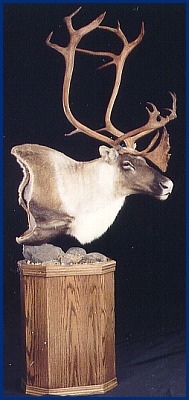 Caribou head on pedestal