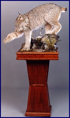 Lynx on pedestal
