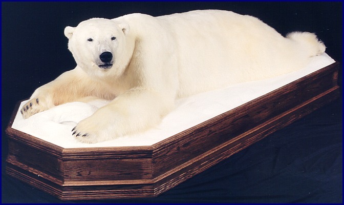 Polar Bear lying by seal hole