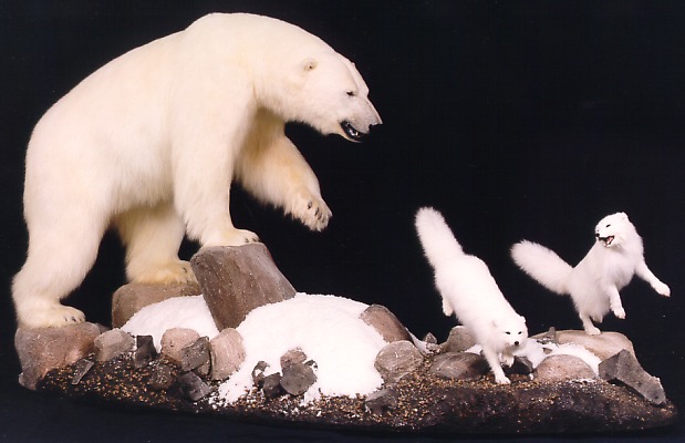 Polar Bear and arctic foxes
