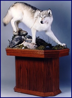 Wolf on pedestal