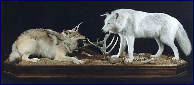 Two Arctic Wolves
