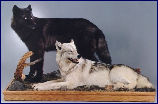 Two Arctic Wolves