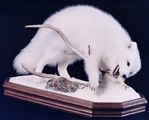 Arctic Fox chewing on caribou skull