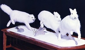 Arctic Fox chasing arctic hares