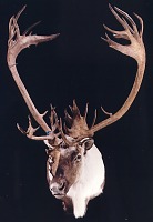 Caribou head