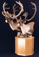 Two bull caribou heads on pedestal