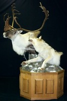 Caribou head and wolf head on pedestal