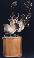 Two caribou heads on pedestal