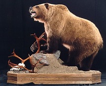Grizzly Bear with caribou skull