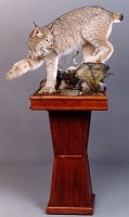 Lynx on pedestal