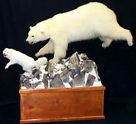 Polar Bear and arctic fox
