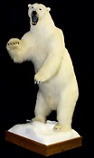 Polar Bear standing on hind legs